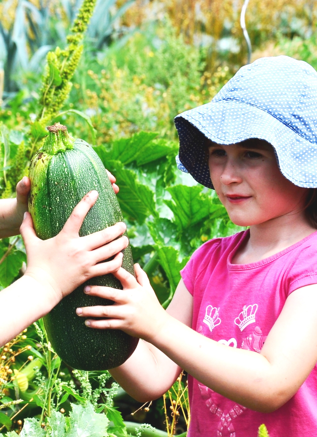Mädchen fasst große Zucchini an, Bild: Veranstaltende