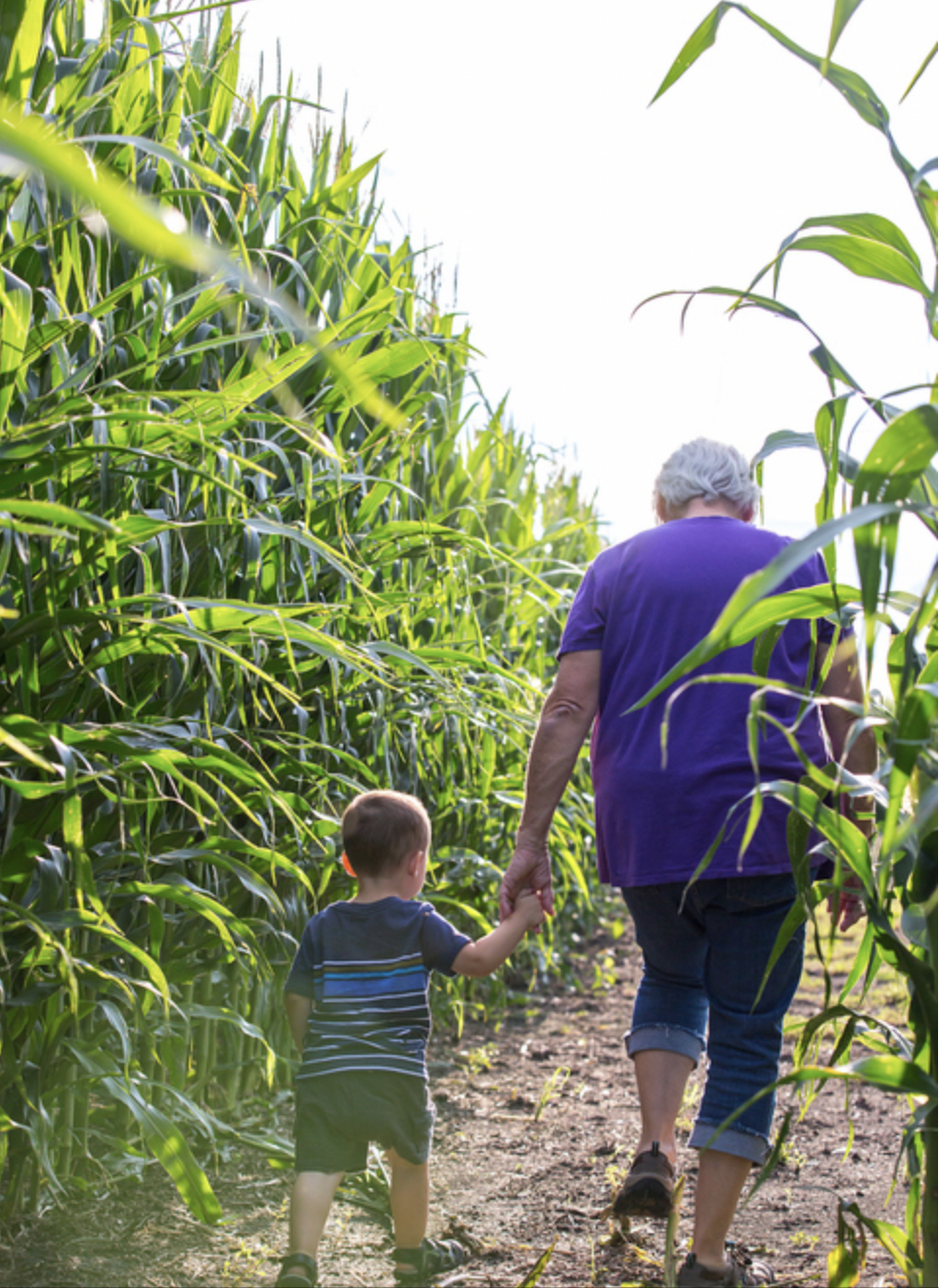 Kleinkind Junge an der Hand von Oma auf einem Weg im Maislabyrinth