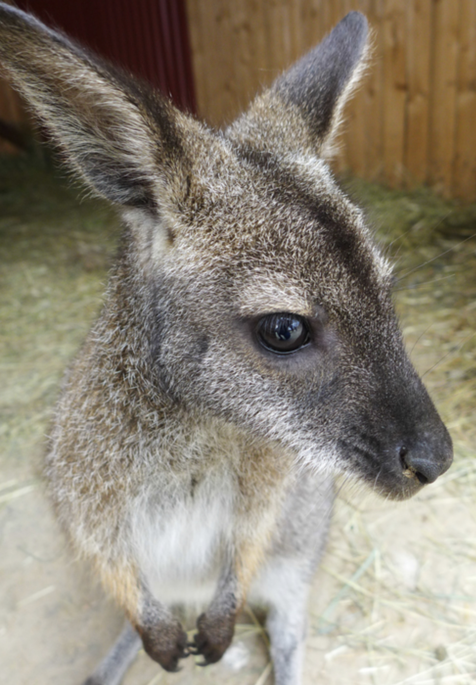 Großaufnahme von einem kleinen Känguru 